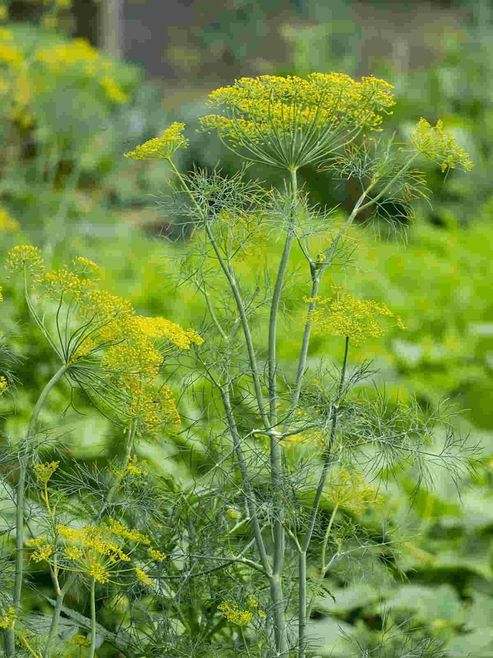 Dill Seeds